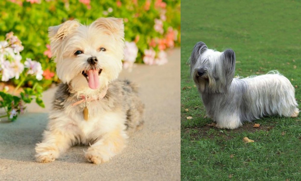 Skye Terrier vs Morkie - Breed Comparison