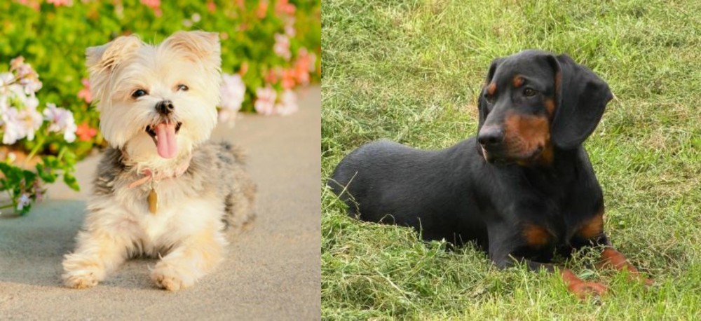 Slovakian Hound vs Morkie - Breed Comparison