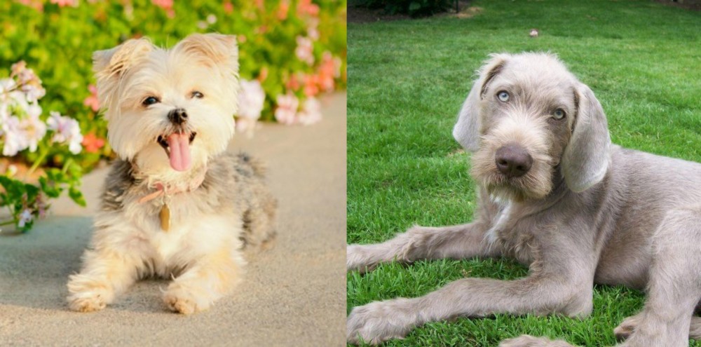 Slovakian Rough Haired Pointer vs Morkie - Breed Comparison