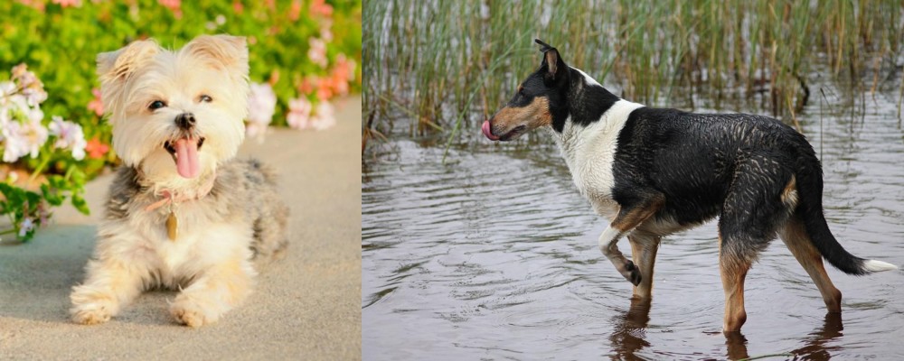 Smooth Collie vs Morkie - Breed Comparison