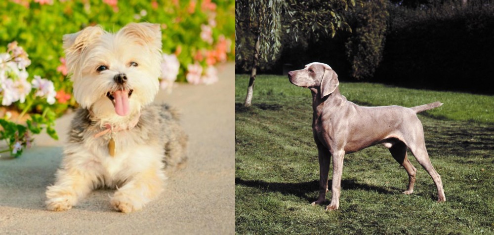 Smooth Haired Weimaraner vs Morkie - Breed Comparison