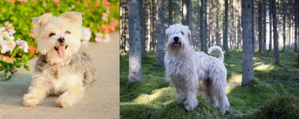 Soft-Coated Wheaten Terrier vs Morkie - Breed Comparison