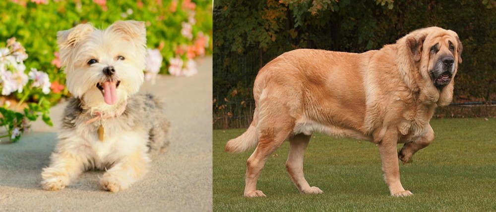Spanish Mastiff vs Morkie - Breed Comparison