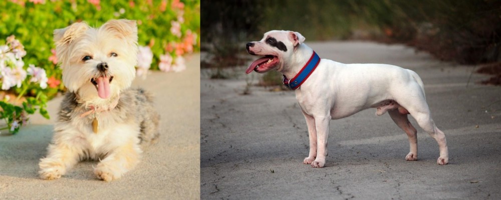 Staffordshire Bull Terrier vs Morkie - Breed Comparison