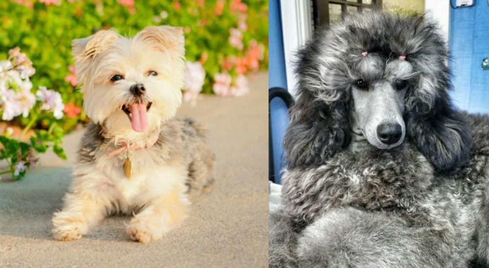 Standard Poodle vs Morkie - Breed Comparison