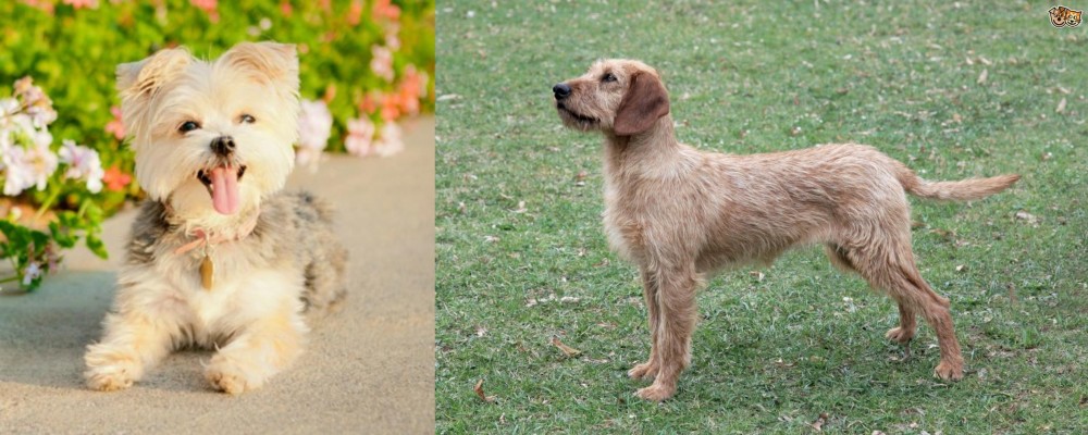Styrian Coarse Haired Hound vs Morkie - Breed Comparison