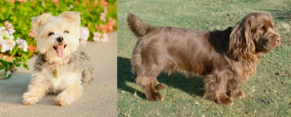 Sussex Spaniel vs Morkie - Breed Comparison