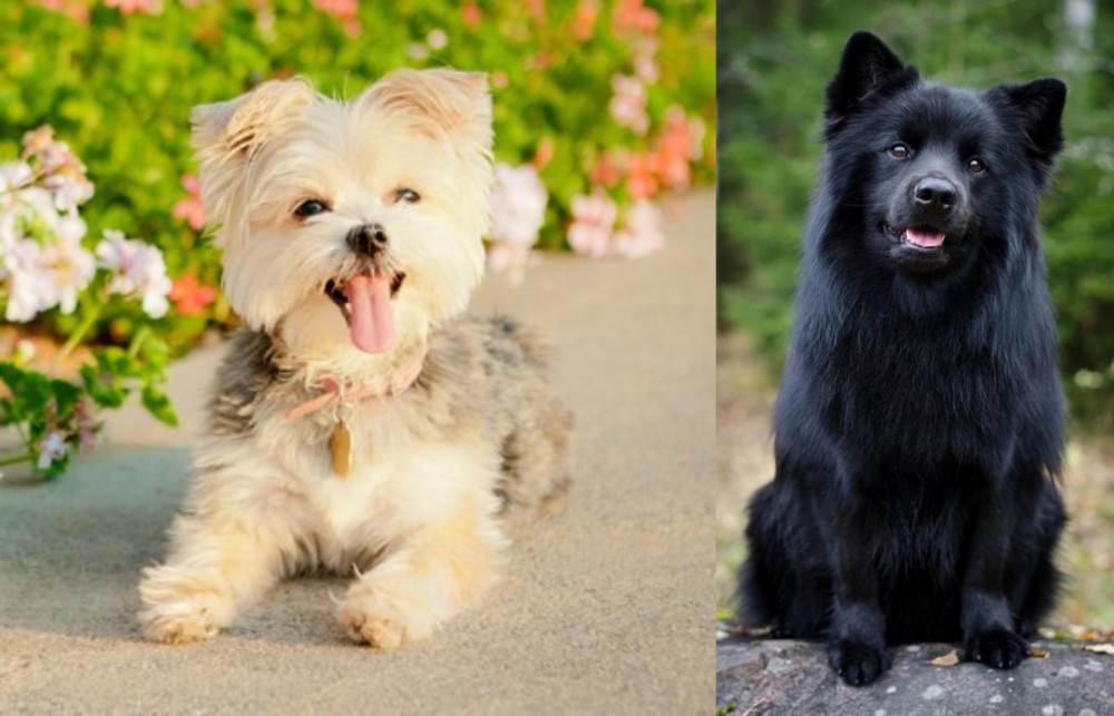 Swedish Lapphund vs Morkie - Breed Comparison