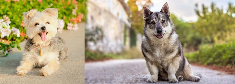 Swedish Vallhund vs Morkie - Breed Comparison