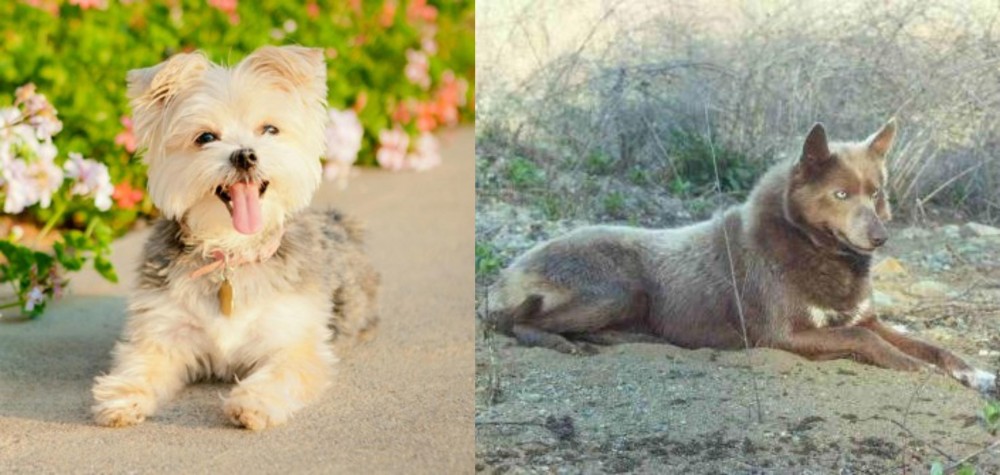 Tahltan Bear Dog vs Morkie - Breed Comparison