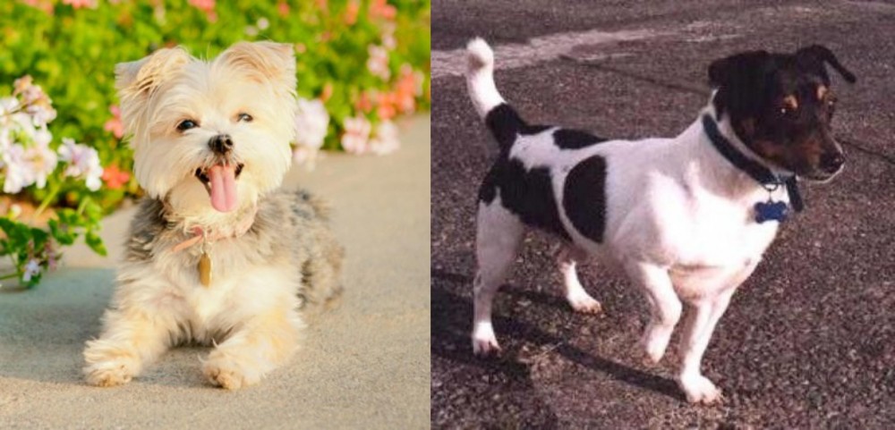 Teddy Roosevelt Terrier vs Morkie - Breed Comparison