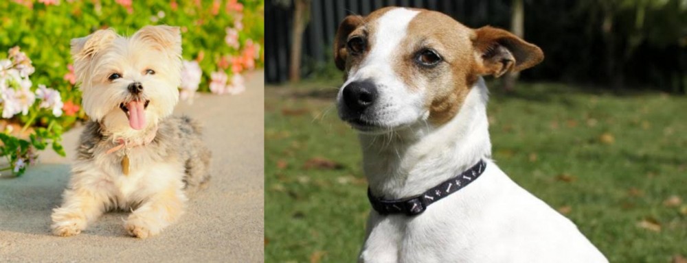 Tenterfield Terrier vs Morkie - Breed Comparison