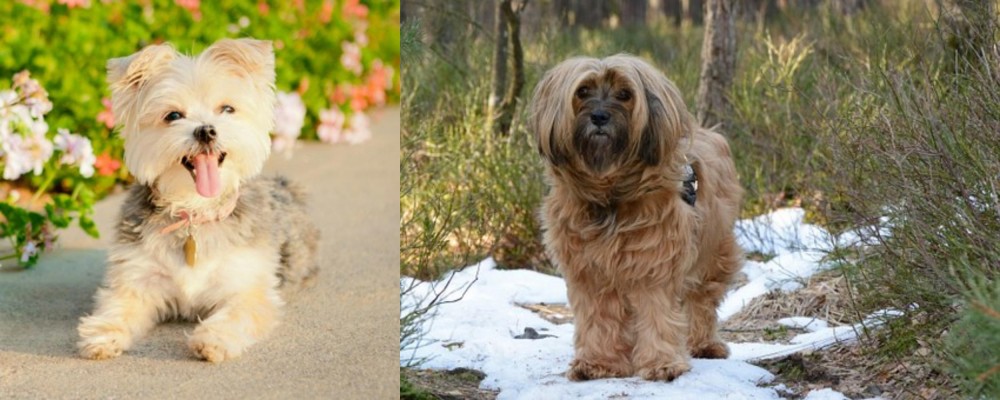 Tibetan Terrier vs Morkie - Breed Comparison
