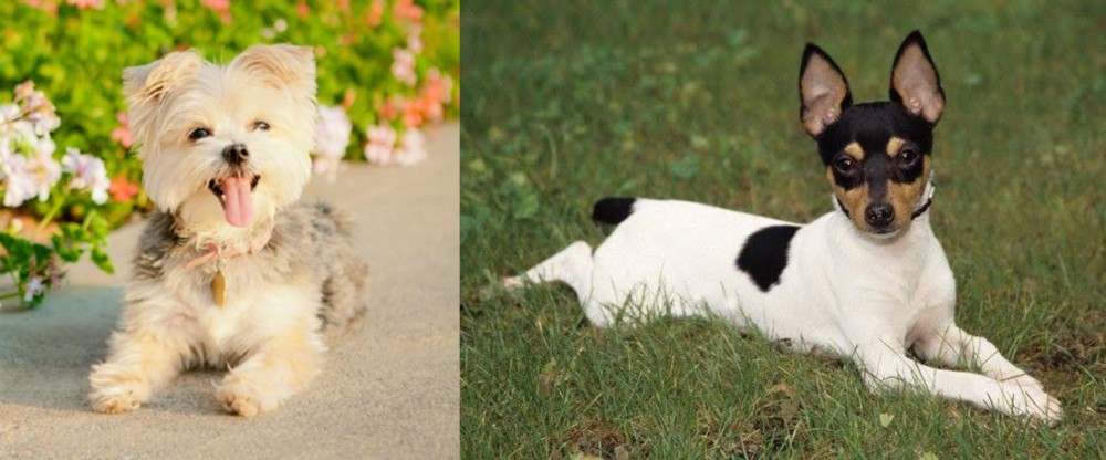 Toy Fox Terrier vs Morkie - Breed Comparison