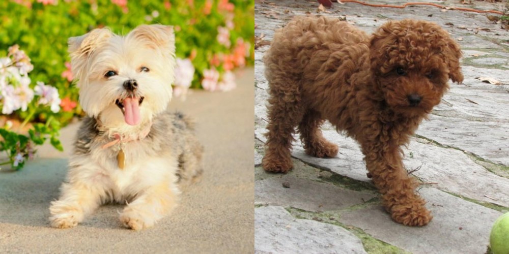 Toy Poodle vs Morkie - Breed Comparison