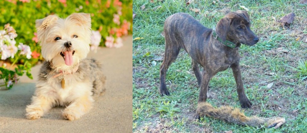 Treeing Cur vs Morkie - Breed Comparison