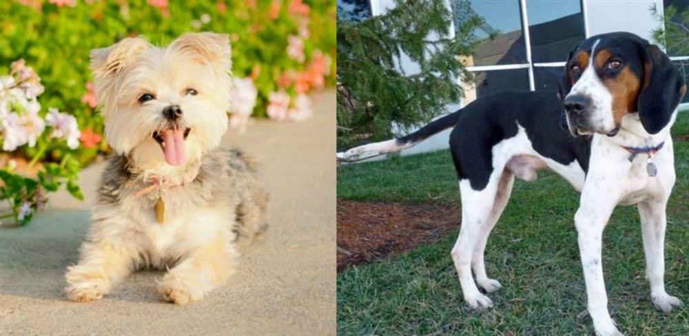 Treeing Walker Coonhound vs Morkie - Breed Comparison