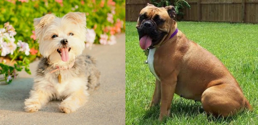 Valley Bulldog vs Morkie - Breed Comparison