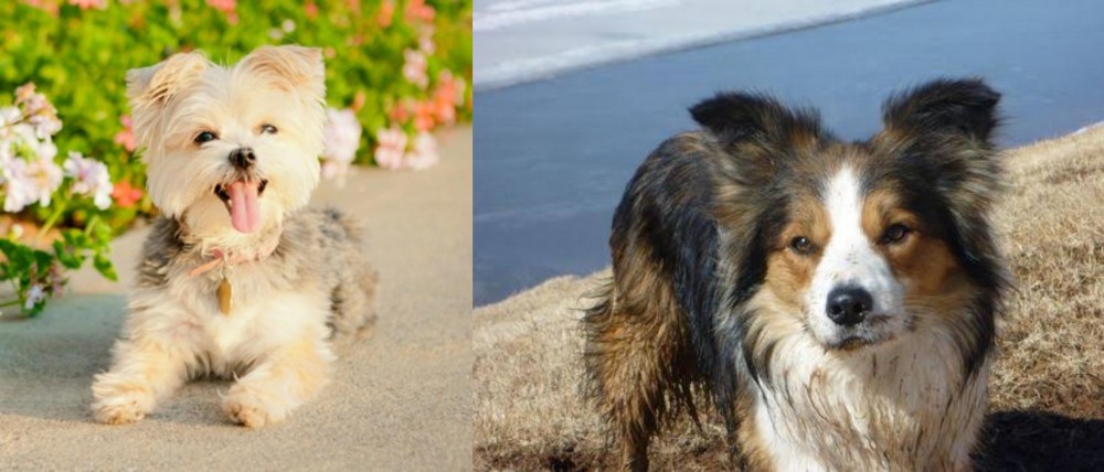 Welsh Sheepdog vs Morkie - Breed Comparison