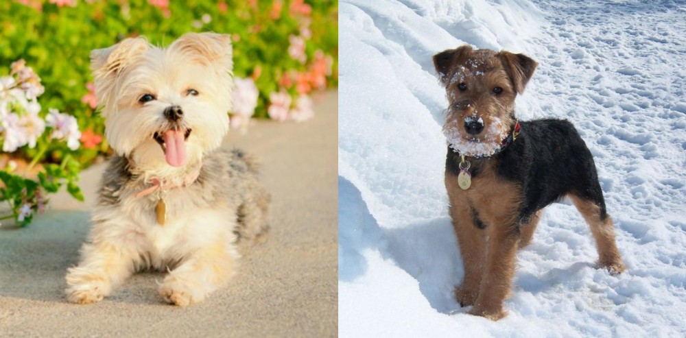 Welsh Terrier vs Morkie - Breed Comparison
