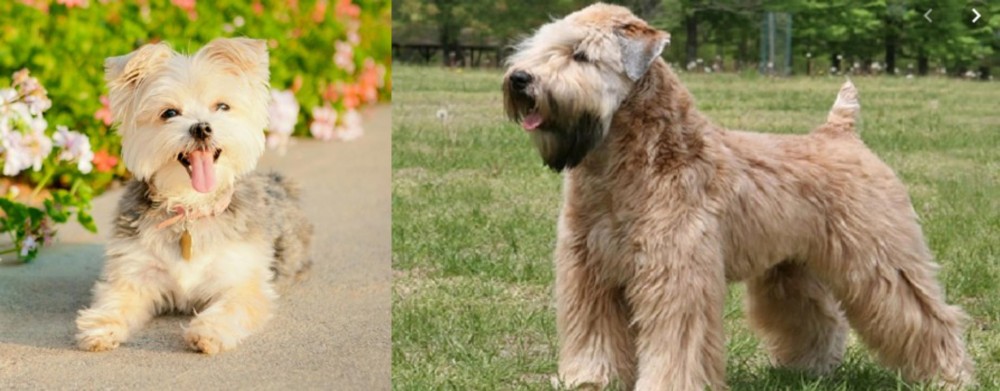 Wheaten Terrier vs Morkie - Breed Comparison