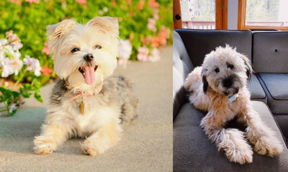 Whoodles vs Morkie - Breed Comparison