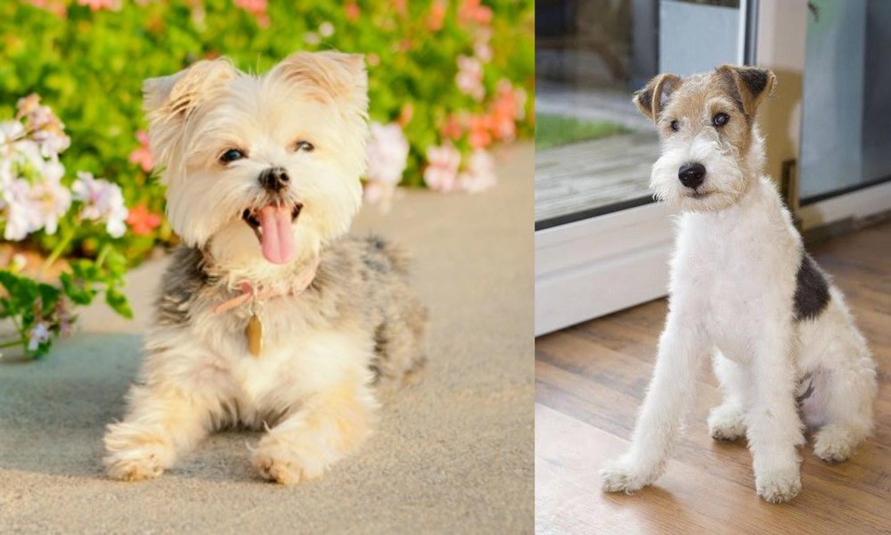 Wire Fox Terrier vs Morkie - Breed Comparison