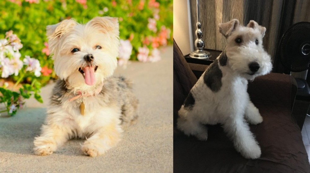 Wire Haired Fox Terrier vs Morkie - Breed Comparison