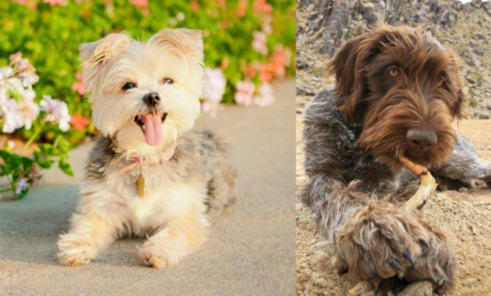 Wirehaired Pointing Griffon vs Morkie - Breed Comparison