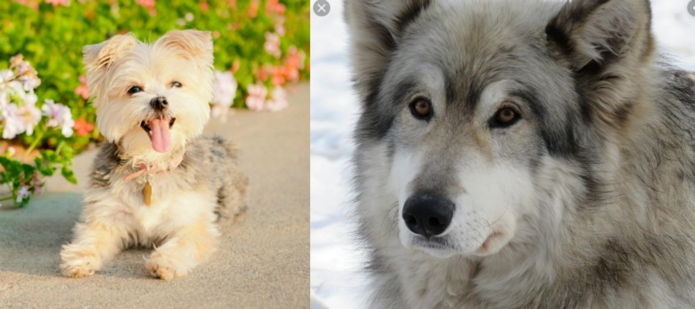 Wolfdog vs Morkie - Breed Comparison
