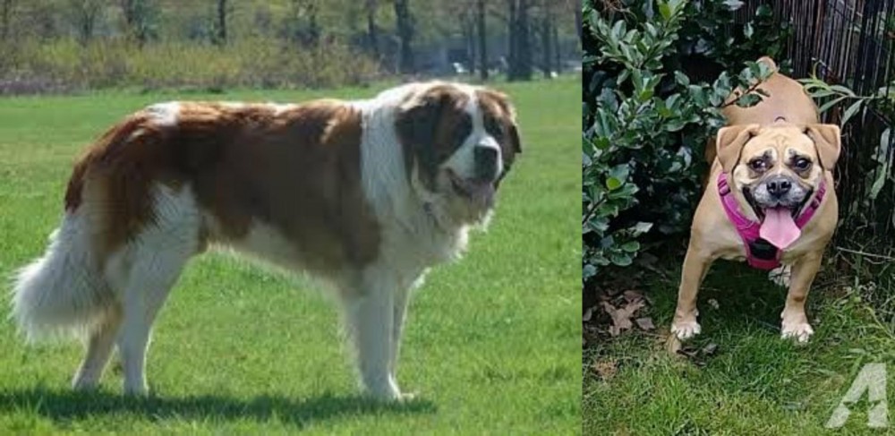 Beabull vs Moscow Watchdog - Breed Comparison