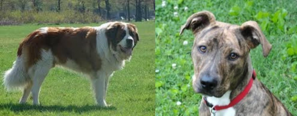 Mountain Cur vs Moscow Watchdog - Breed Comparison