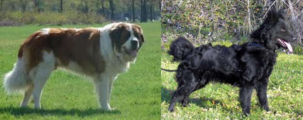 Mudi vs Moscow Watchdog - Breed Comparison