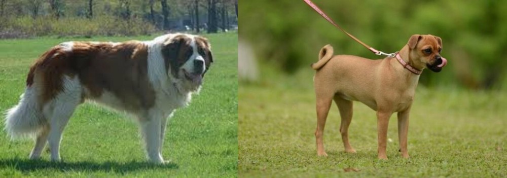 Muggin vs Moscow Watchdog - Breed Comparison