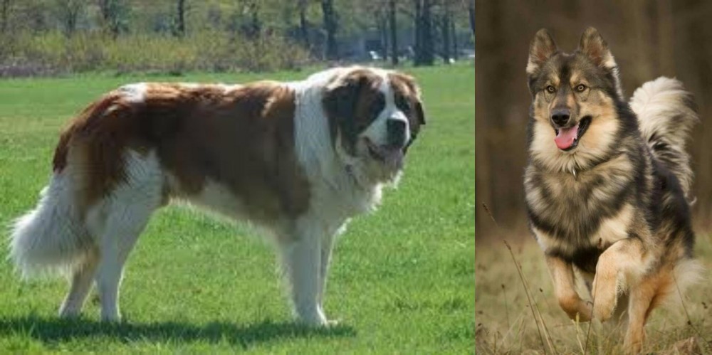 Native American Indian Dog vs Moscow Watchdog - Breed Comparison