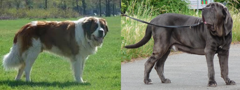 Neapolitan Mastiff vs Moscow Watchdog - Breed Comparison