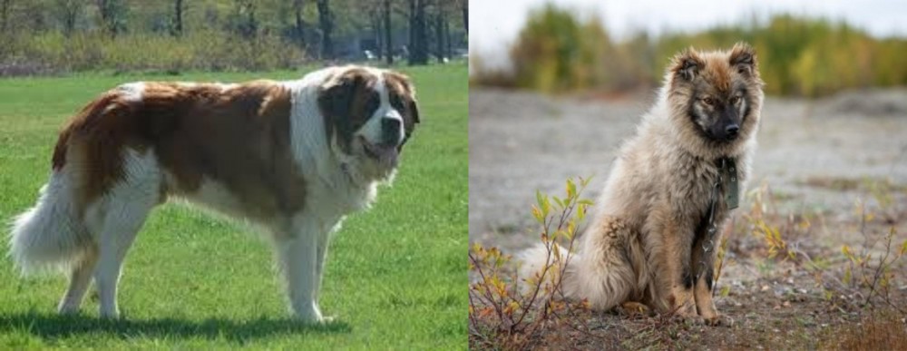 Nenets Herding Laika vs Moscow Watchdog - Breed Comparison