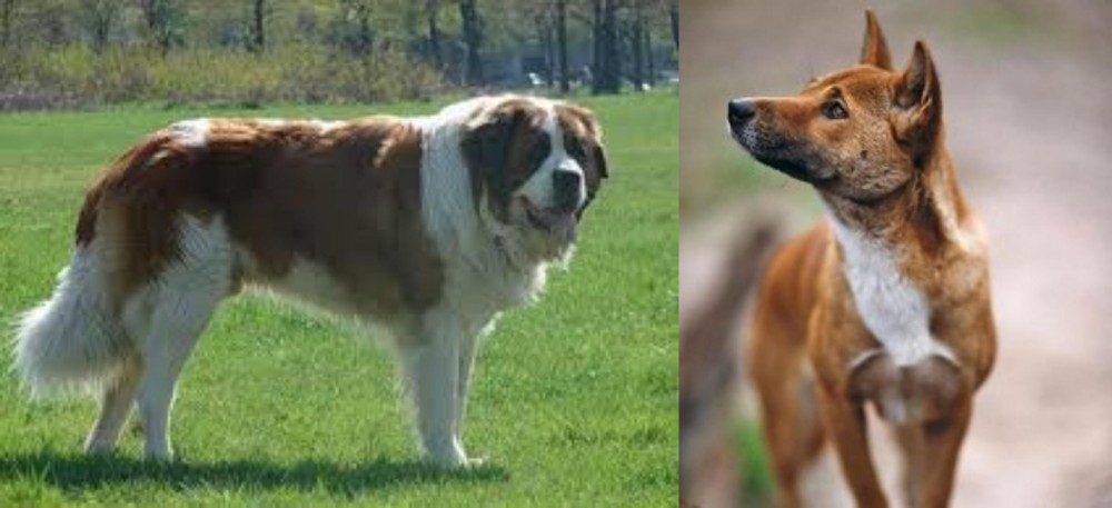 New Guinea Singing Dog vs Moscow Watchdog - Breed Comparison
