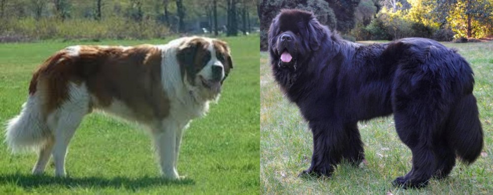 Newfoundland Dog vs Moscow Watchdog - Breed Comparison