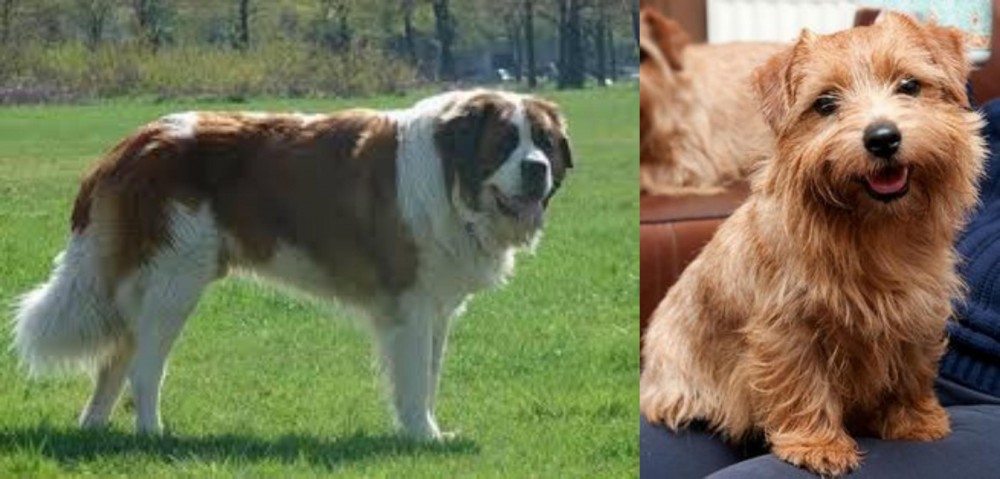 Norfolk Terrier vs Moscow Watchdog - Breed Comparison