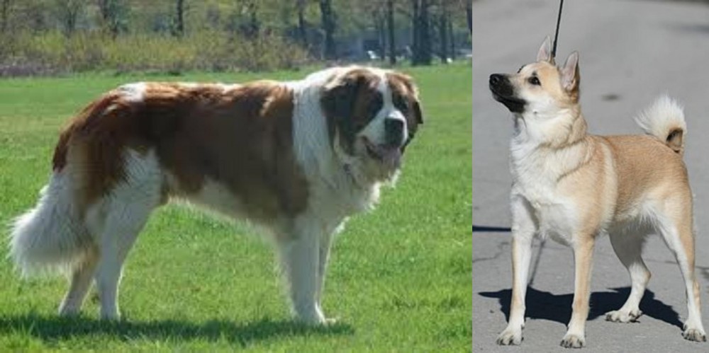 Norwegian Buhund vs Moscow Watchdog - Breed Comparison