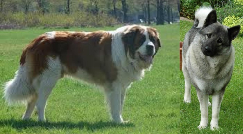 Norwegian Elkhound vs Moscow Watchdog - Breed Comparison