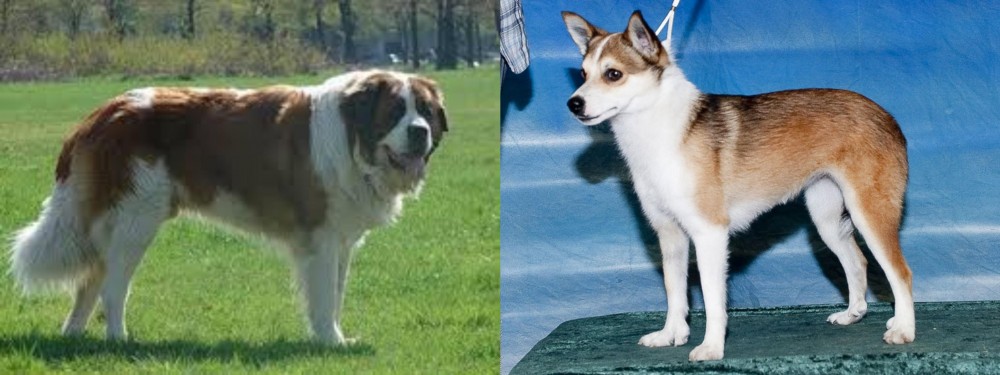 Norwegian Lundehund vs Moscow Watchdog - Breed Comparison