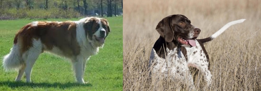 Old Danish Pointer vs Moscow Watchdog - Breed Comparison