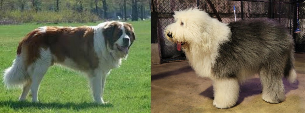 Old English Sheepdog vs Moscow Watchdog - Breed Comparison