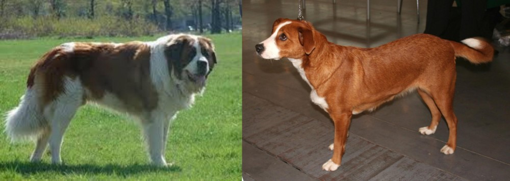 Osterreichischer Kurzhaariger Pinscher vs Moscow Watchdog - Breed Comparison