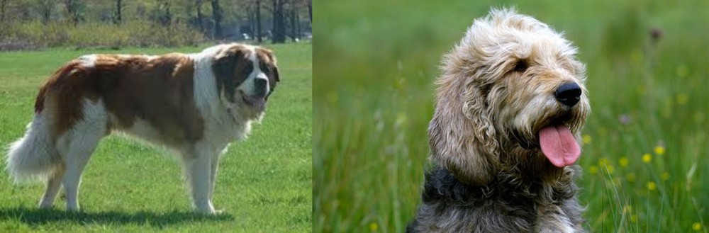 Otterhound vs Moscow Watchdog - Breed Comparison
