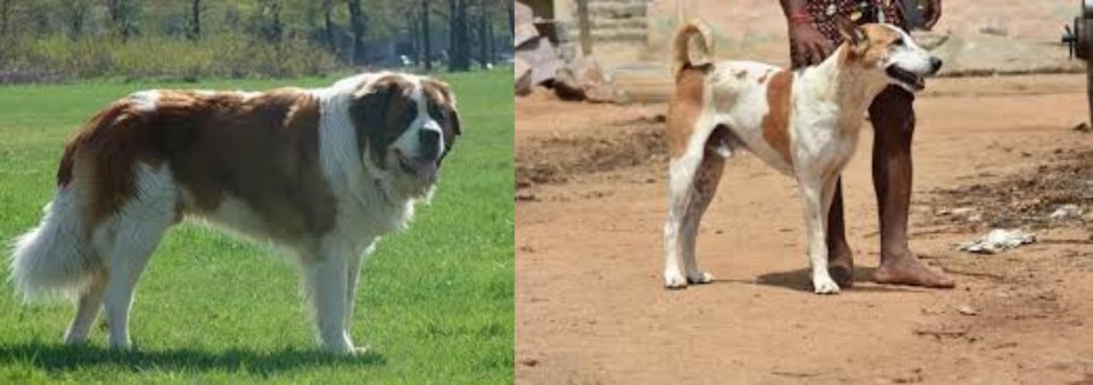 Pandikona vs Moscow Watchdog - Breed Comparison