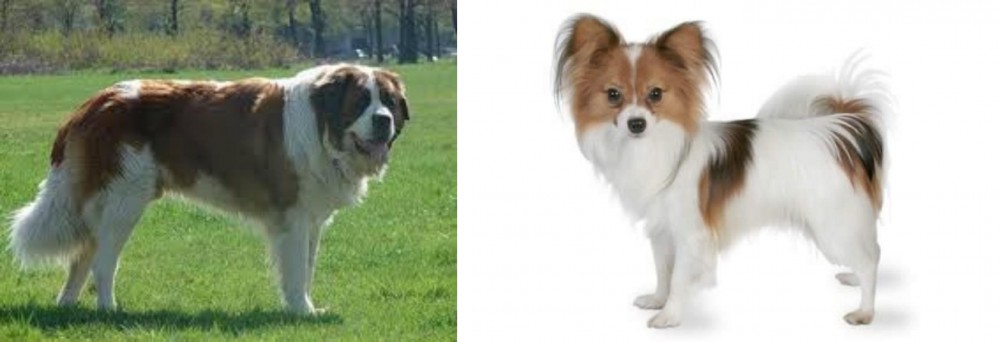 Papillon vs Moscow Watchdog - Breed Comparison
