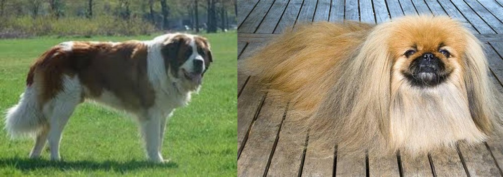 Pekingese vs Moscow Watchdog - Breed Comparison